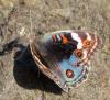 Junonia orithya